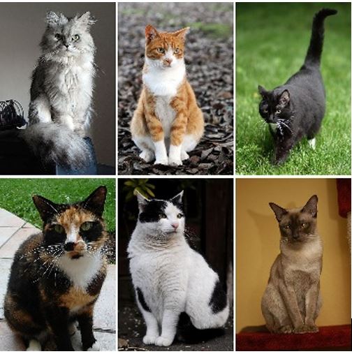6 photos de chats